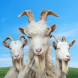 Goat Simulator 3 v1.0.8.0 MOD APK (Full Game Unlocked)